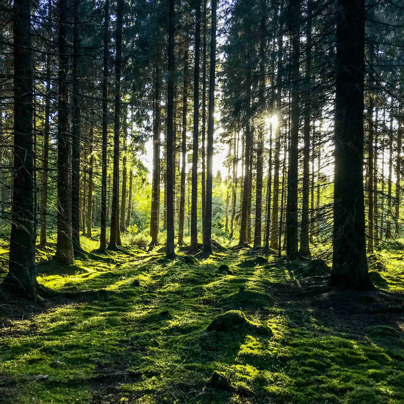 Sunlit forest with moss-covered ground symbolizing natural microbiome balance and skin protection.